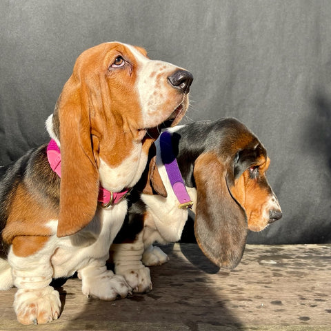 Basset hound pupplies wearing sustainable lilac eco leather designer dog collars made in England 