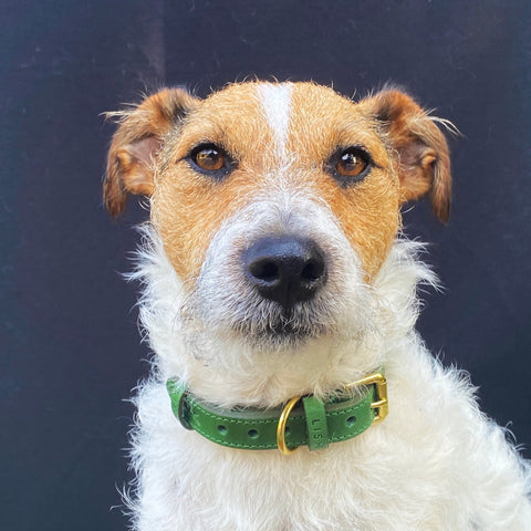 Jack Russell terrier in avocado green sustainable eco leather designer dog collar  made in England 