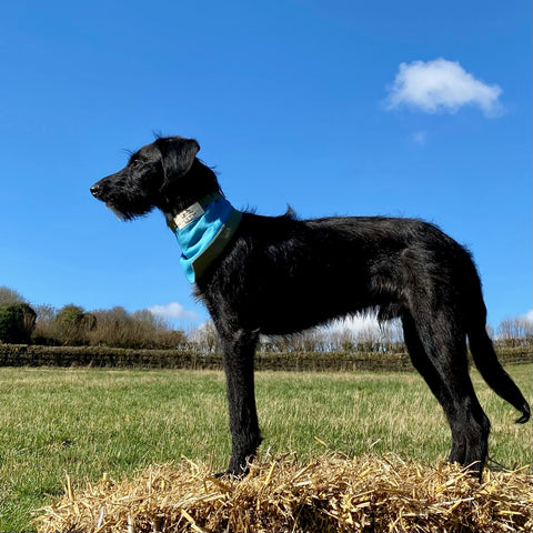 Black dog in countryside on dog walk wearing a designer dog bandana