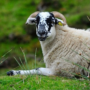 HILL SHEEP OF SCOTLAND 