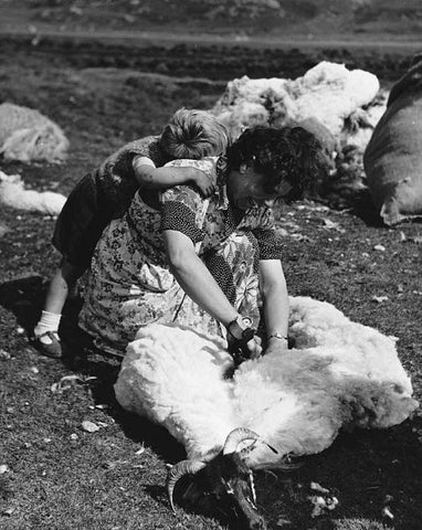SHEARING OF SHEEP ON THE SCOTTISH HIGHLANDS USED FOR HARRIS TWEED WEAVING BY LISH LONDON THE LUXURY DESIGNER PET ACCESSORY BRAND