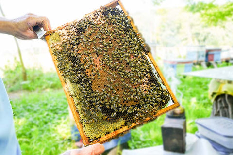 Bio-Honig aus Rumänien