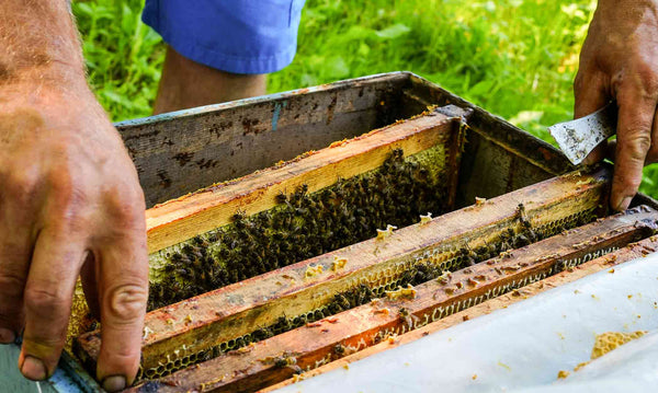 Quality honey producer