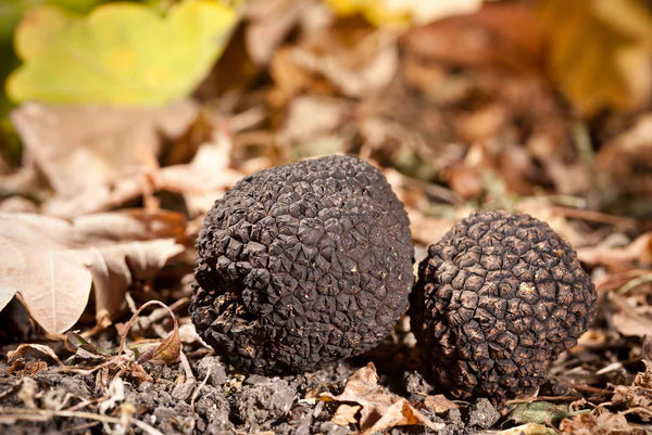 Black truffles