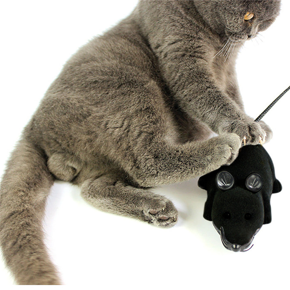 remote control cat toy