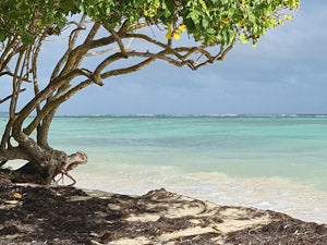Guadeloupe - plage Haute terre