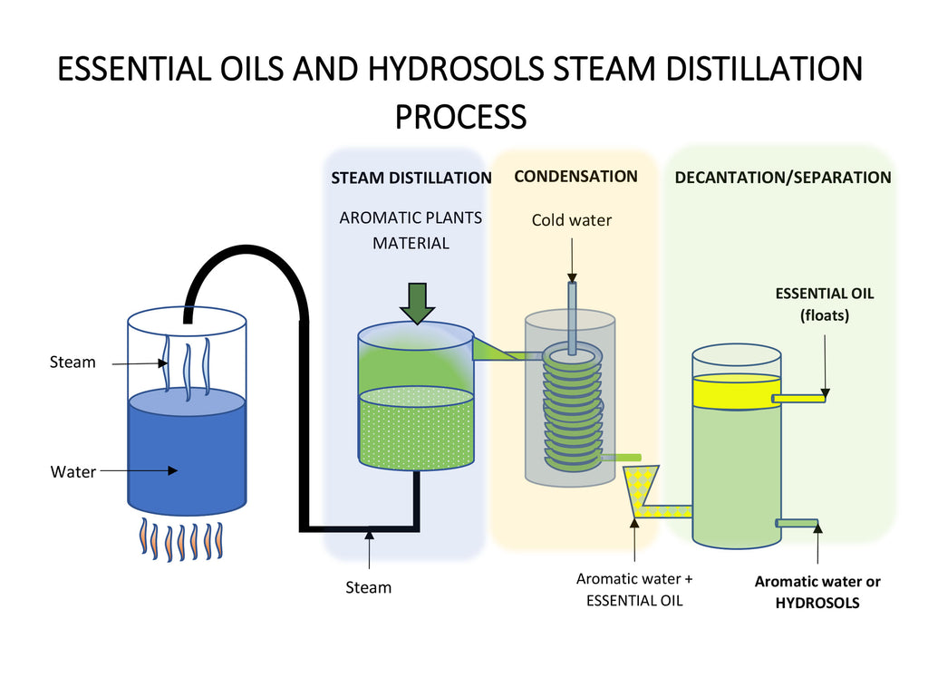 eOil.co.za Infographics essential oils and hydrosols steam distillation process