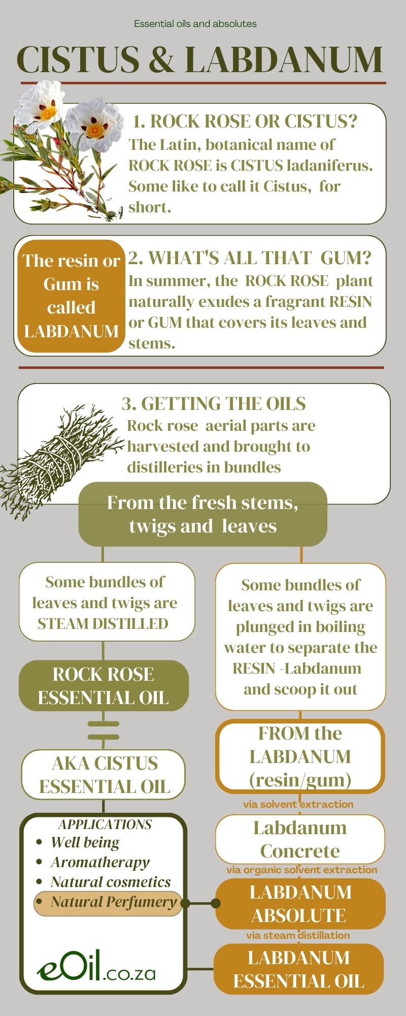 Labdanum (Cistus/Rock Rose) Organic Essential Oil