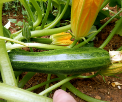 young zuchinni plant with blossoms