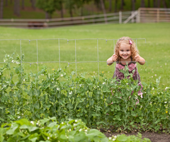 pea fence with child