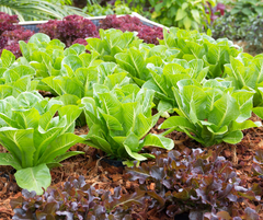 leafy lettuce in garden bed