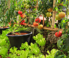 tomatoes growing in greenhouse pots