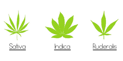 Cannabis-Indica-Sativa-e-Ruderalis-quali-sono-le-differenze-blogmoni-erbemoni-cannabis-light-1