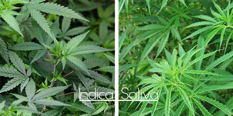 Cannabis-Indica-Sativa-e-Ruderalis-quali-sono-le-differenze-blogmoni-erbemoni-cannabis-light-2