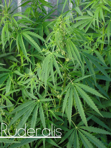 Cannabis-Indica-Sativa-e-Ruderalis-quali-sono-le-differenze-blogmoni-erbemoni-cannabis-light-3