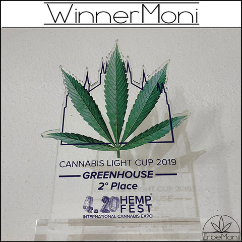 WinnerMoni-Cannabis-Light-Cup-4-Harley-Quinn-cbd-erbemoni