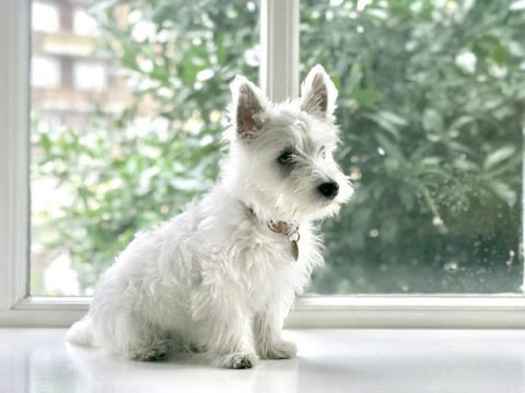 best dog grooming clippers for westies