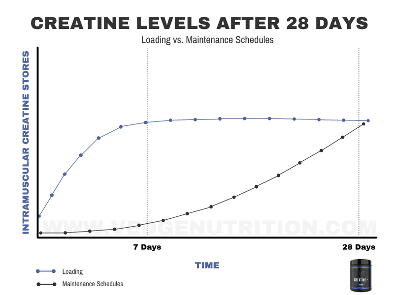 loading phase creatine