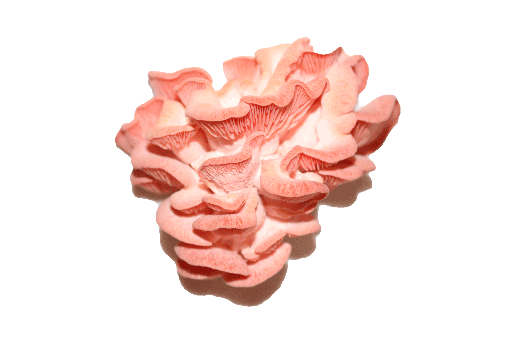 Pink Oyster Mushrooms. 
