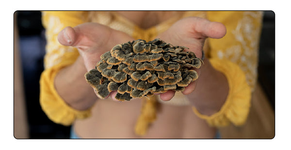 Stay Wyld Turkey Tail Mushrooms