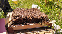Dead bees on a bottom board