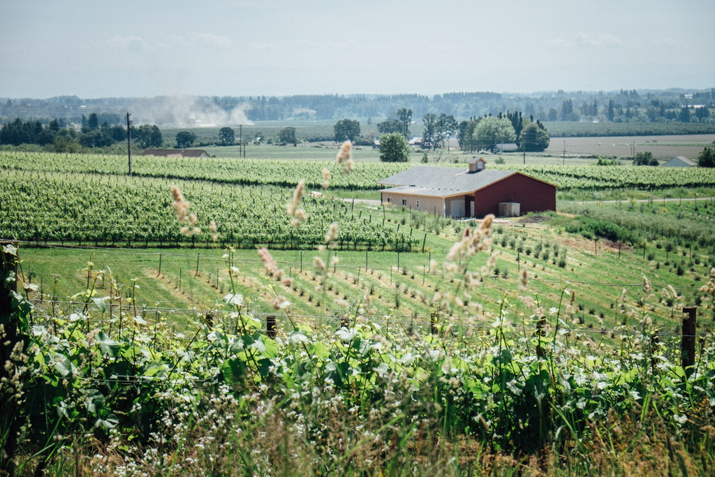 File:Vineyard near Szurdokpuspoki.jpg - Wikipedia