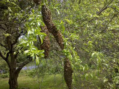 Large swarm on multiple branches