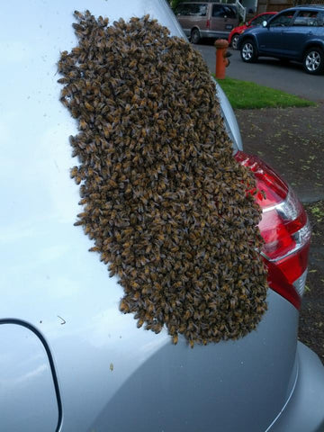 Swarm on car