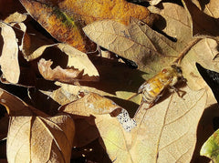 Varroa mite on bee