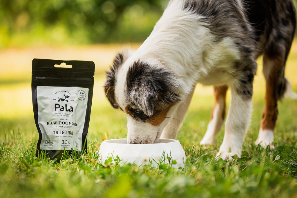 Puppy eating Pala - Raw food for dogs