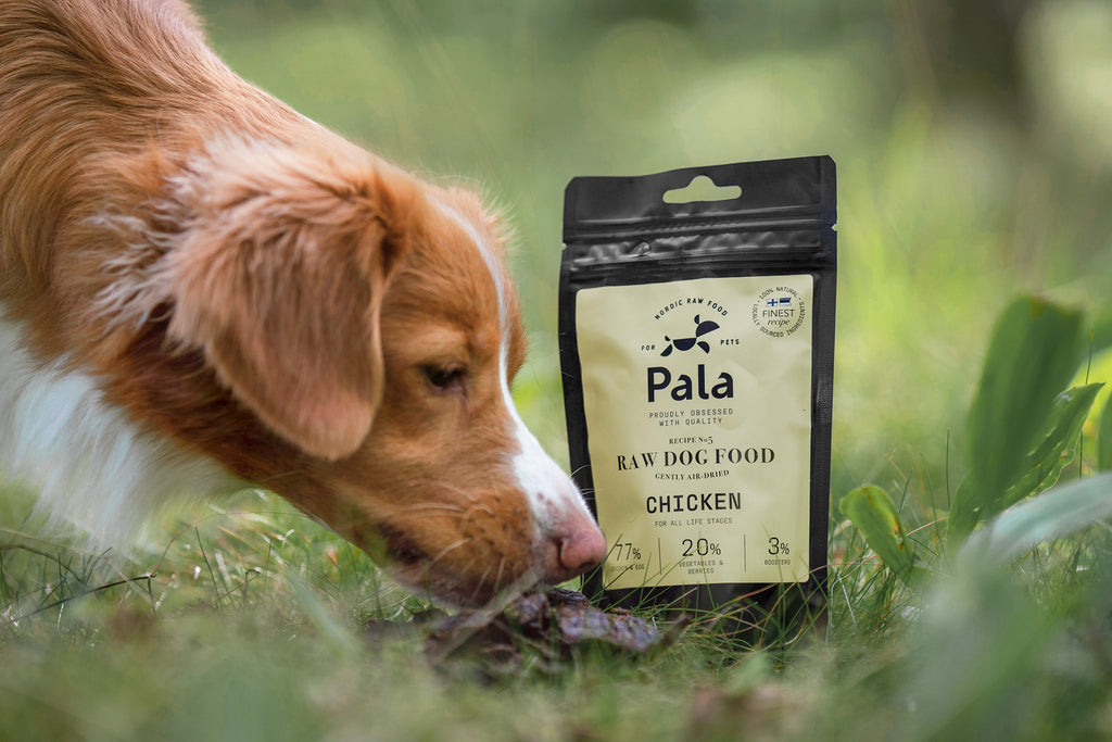 dog sniffing at the best raw meat to feed a dog by pala
