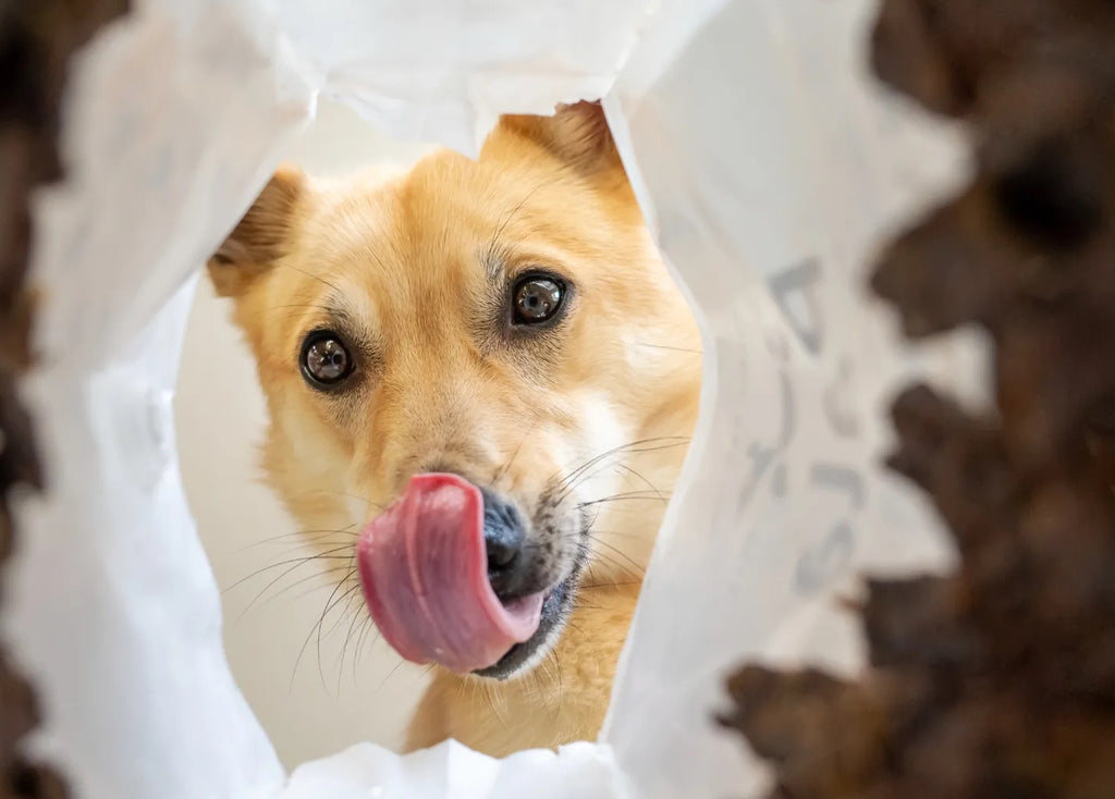 dog looking into bag of Pala