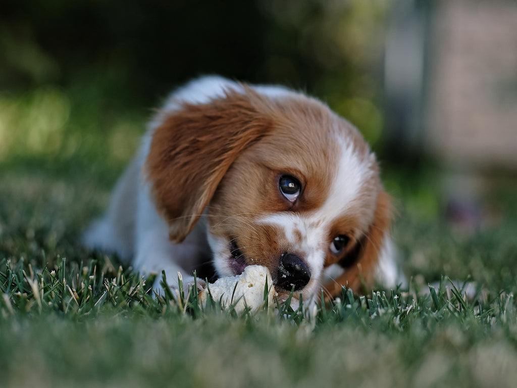 puppy having a bit at raw dog food