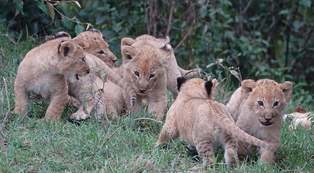 Bébés Lions