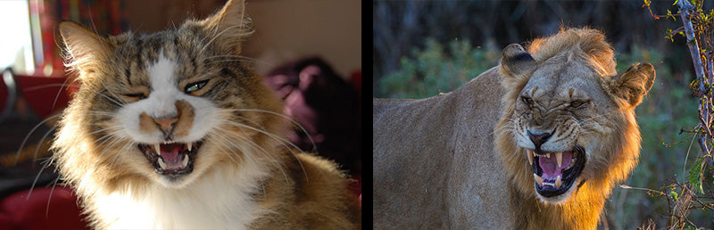 Top 5 Des Ressemblances Entre Le Chat Et Le Lion Taniere Du Lion