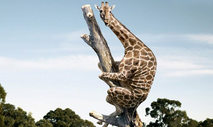 Girafe Arbre