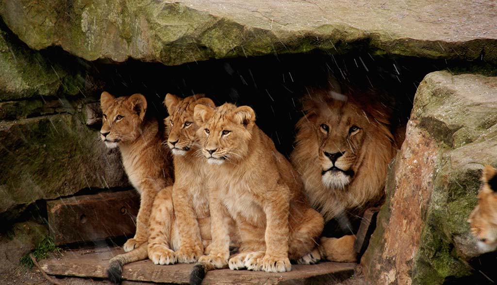 Jeunes Lions