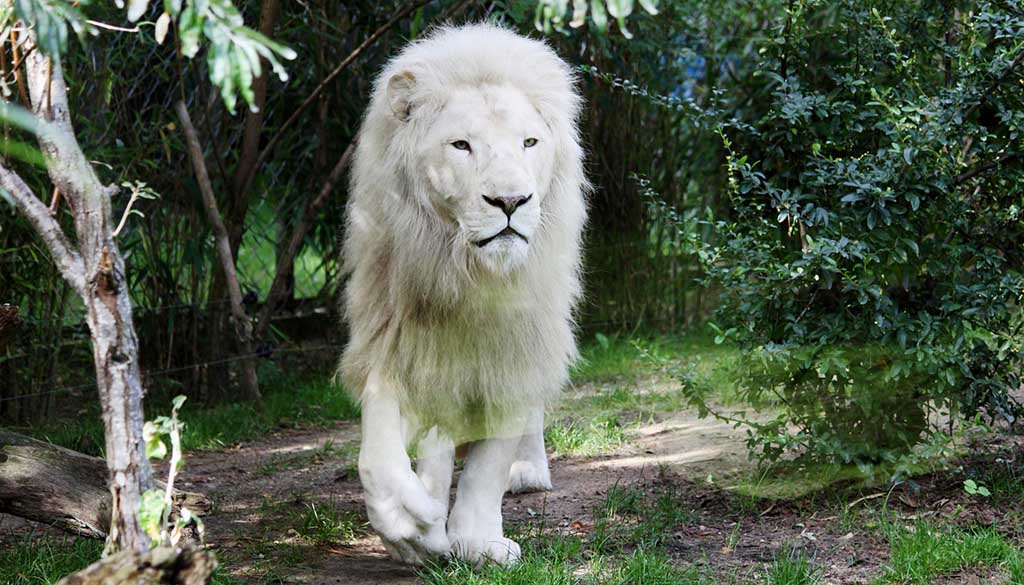 Lion Blanc