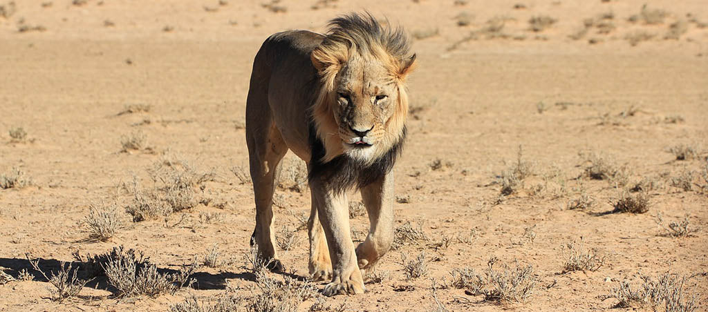 Lion Desert