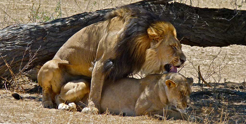 Lion Lionne Reproduction