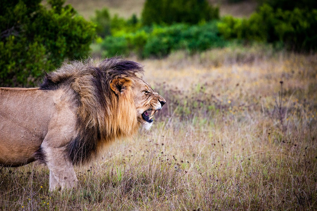 Lion Rugissant