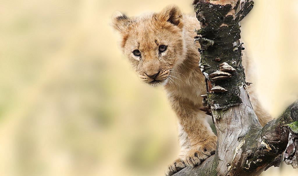 Petit Lion