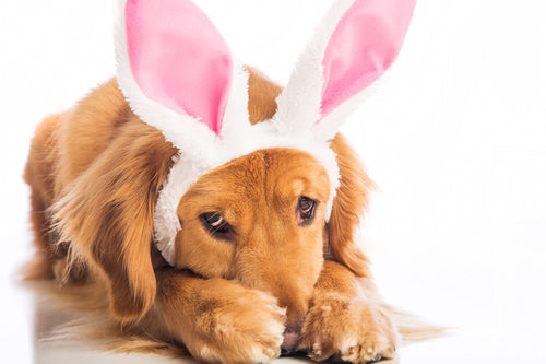404 Embarrassed dog