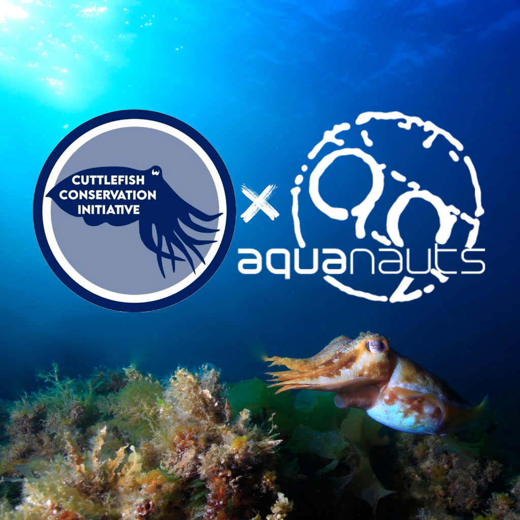 Aquanauts X Cci Collaboration Aquanauts