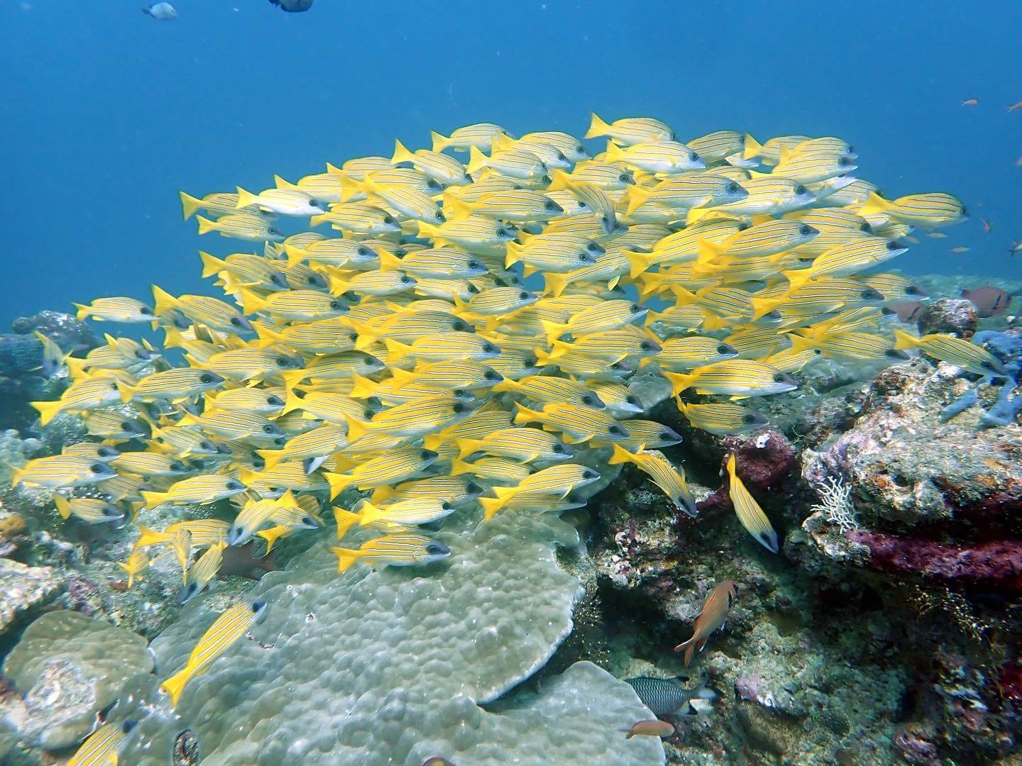 A School Of Yellow Fish
