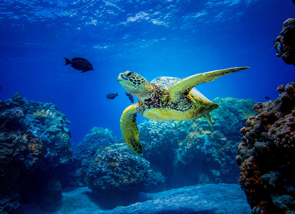 turtle in deep blue waters