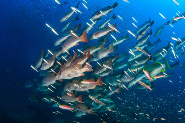 shoal of bluefin trevallies in the ocean