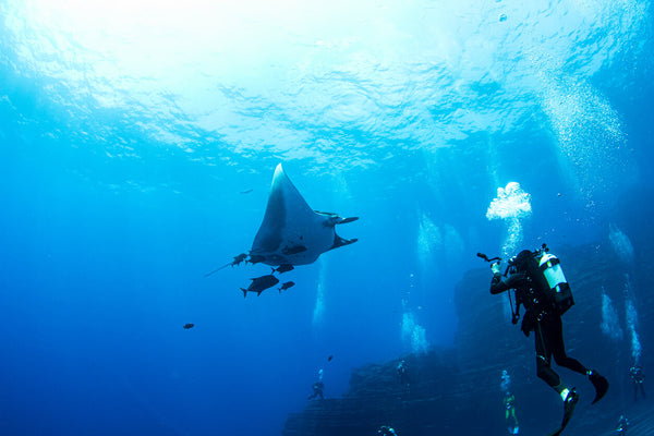 diver diving in the sea below a group of manta rays