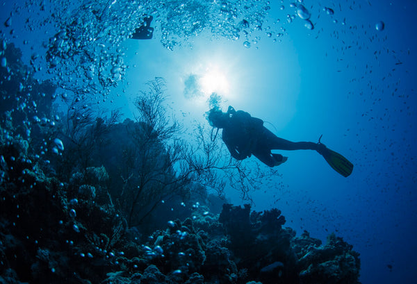 diver swimming in the Red Sea in Egypt