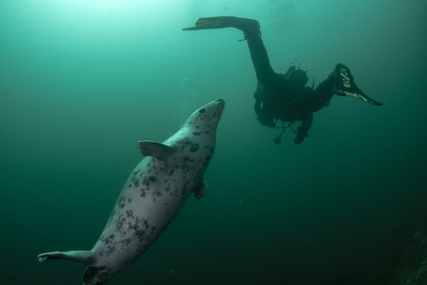 seal swimming up to a scuba diver